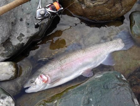 天竜川ルアーフライ専用区